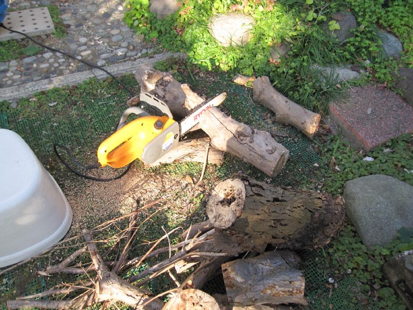 芯喰い虫にやられた庭木 ノムラカエデ を伐採 磯のすーさん あれこれ