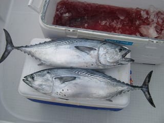 スマ鰹 南の島くらし スマ鰹 南の島くらし