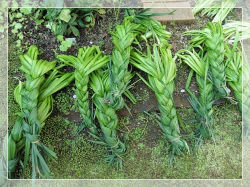 三つ編みの葉 あちこち散歩みち