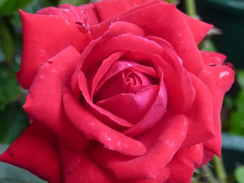 メリナ 崩れない美しさ タンタウの真紅の薔薇 薔薇のかがやき 夕陽のつぶやき 09 メリナ 崩れない美しさ タンタウの真紅の薔薇 薔薇のかがやき 夕陽のつぶやき 09