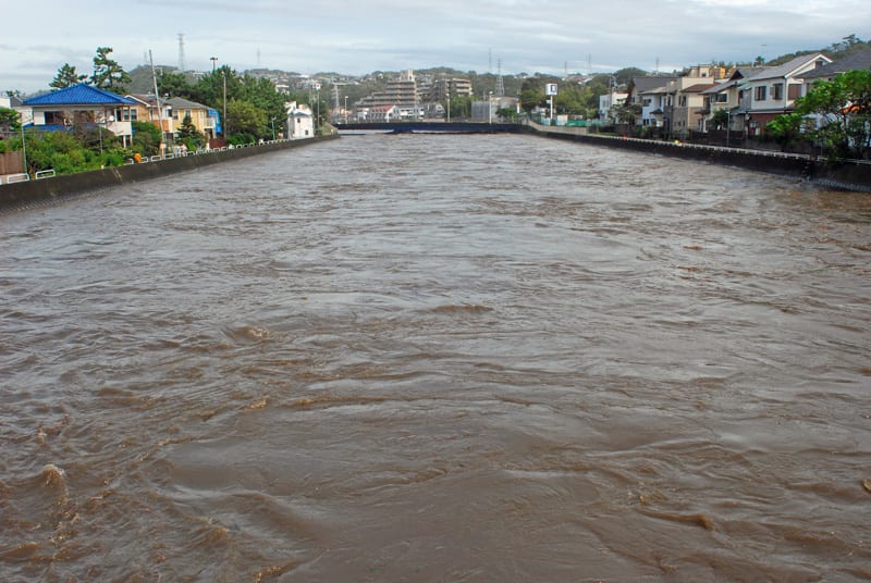 台風１８号で境川に避難勧告 鵠沼 昔砂丘の一本松