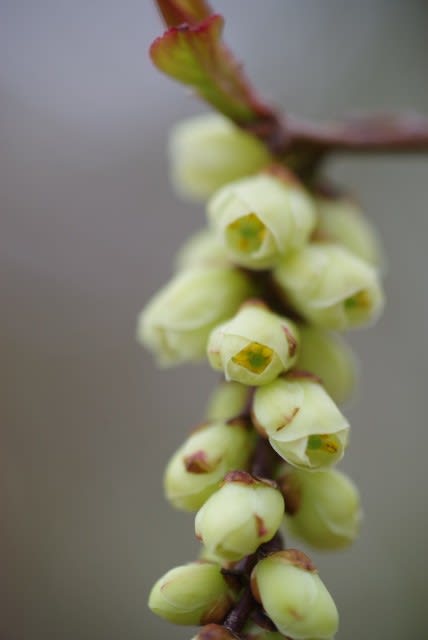 キブシ 春の野山に霞がかかったように咲く花木は4月2日の誕生花 Aiグッチ のつぶやき