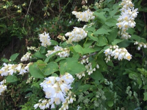 春の樹木の白い花 ｉｓｌａｎｄｅｒ ｓ ｄｉａｒｙ 離島ライフ