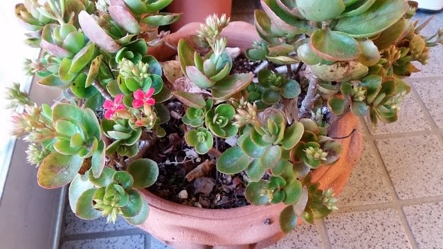 １月の庭 りりのあみはな日記