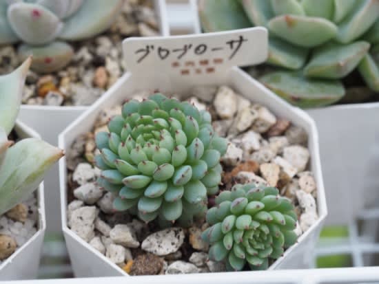 多肉置き場を確保しました 多肉植物1年生 多肉置き場を確保しました 多肉植物1年生