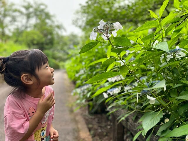 散りかけた紫陽花