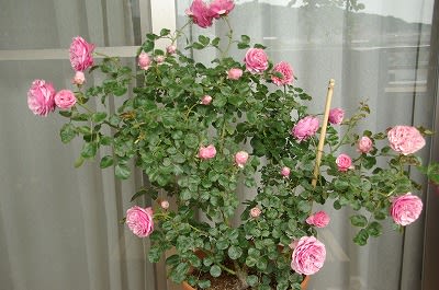 つるバラ レオナルド ダ ヴィンチ のブログ記事一覧 ベランダでつるバラを咲かそう
