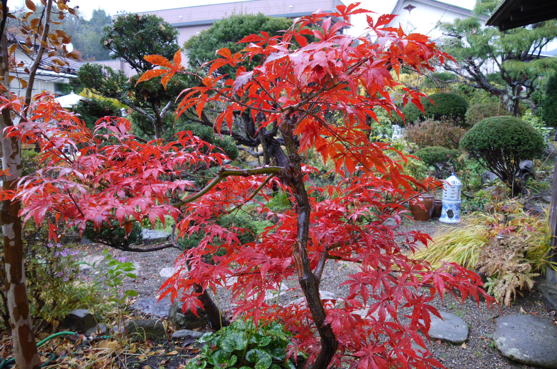 紅葉一番は 新人ショウジョウノムラも負けそう 癒しの庭 紅葉一番は 新人ショウジョウノムラも負けそう 癒しの庭