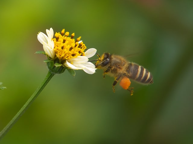 花粉団子を付けたミツバチ 私目線