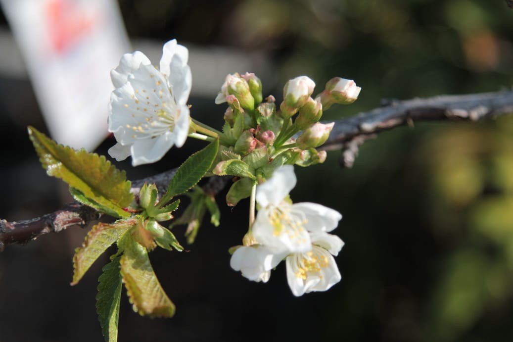 アメリカンチェリー五分咲き 趣味の花ハス 栽培記