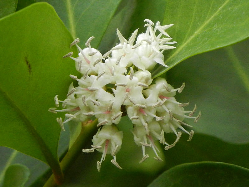ツノヤブコウジの花 アルママの気まぐれ日記