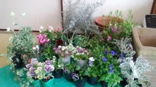 大量に花を買う クリスマスローズ ロシアンセージを植える 食いしんぼうな新米ガーデナーの暇つぶしブログ 大量に花を買う クリスマスローズ ロシアンセージを植える 食いしんぼうな新米ガーデナーの暇つぶしブログ