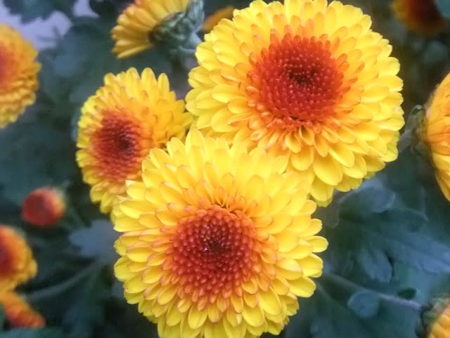 コギク ポンポンマム 'ポーロ'
