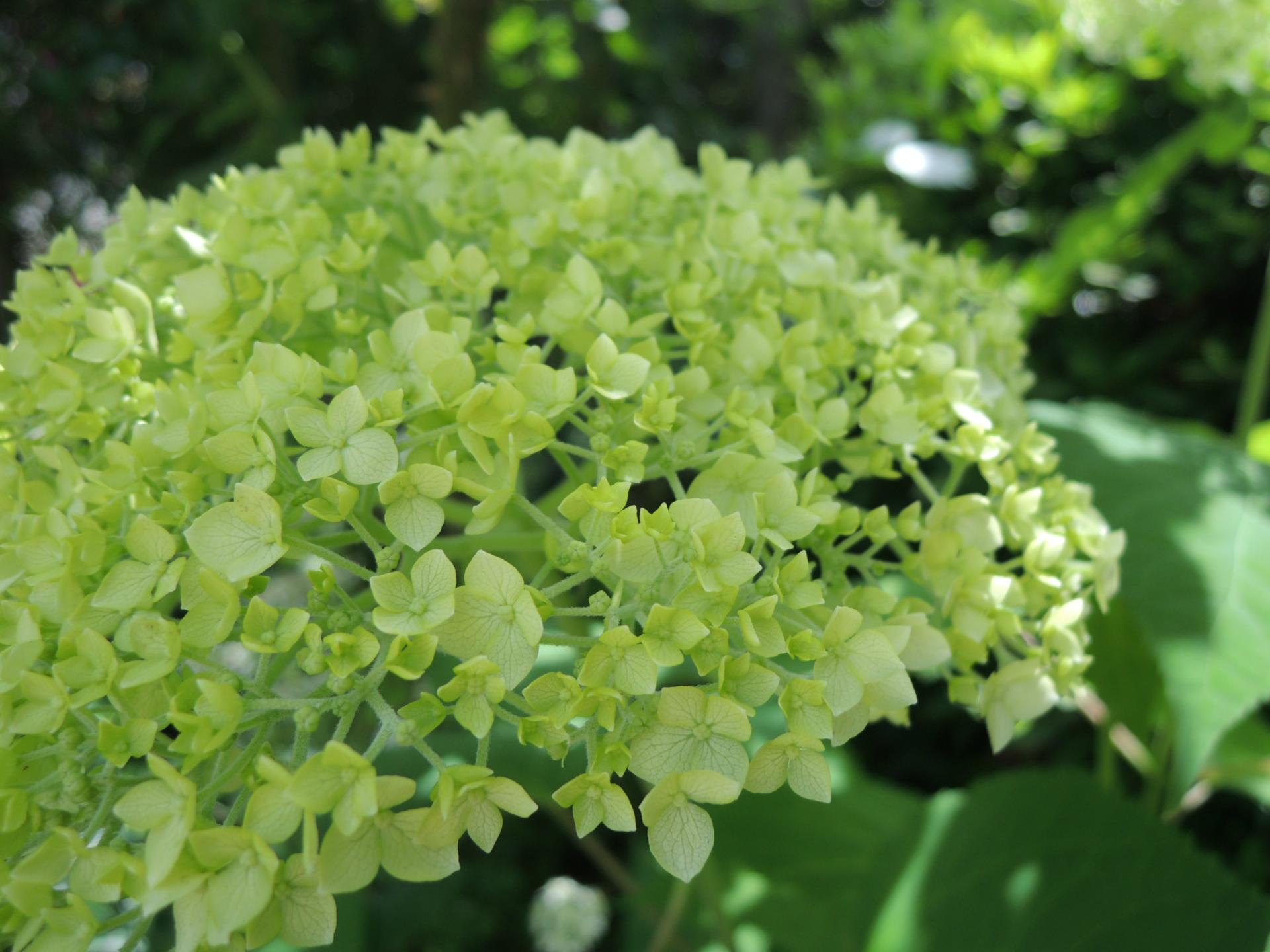 アジサイ アナベルがそろそろ 花の庭へようこそ