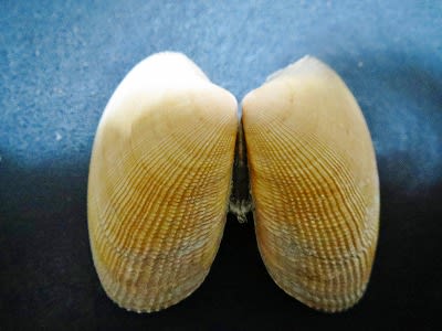 あさりの中に蟹の赤ちゃん 花の便り あさりの中に蟹の赤ちゃん 花の便り