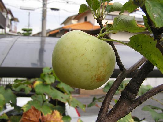 リンゴの栽培 その2 収穫 らいちゃんの家庭菜園日記