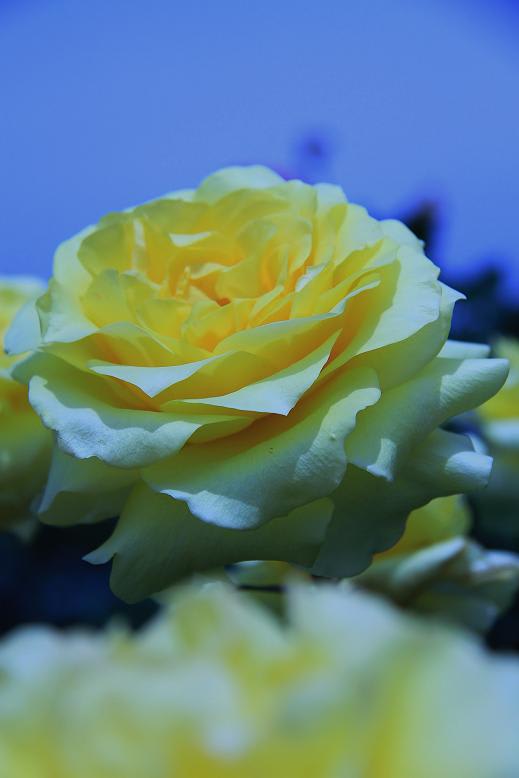 ミササガパークの薔薇の画像