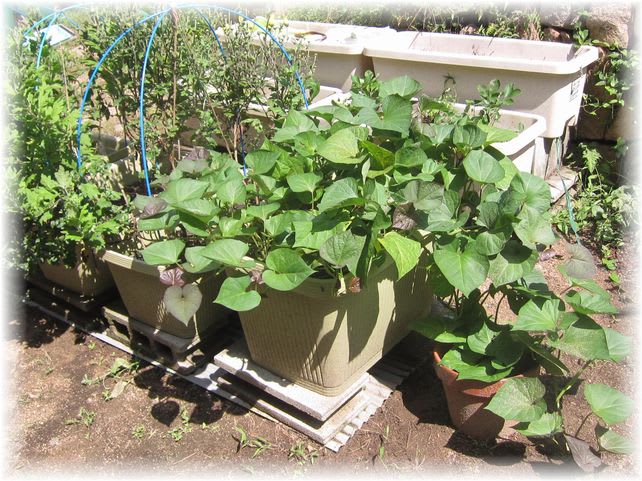 安納芋 2011年8月13日