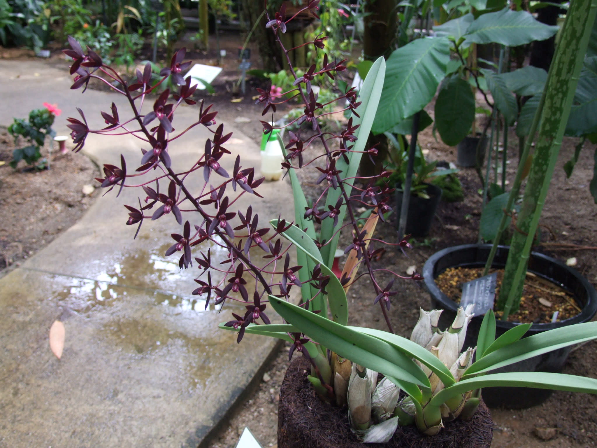 ブラックオーキッド シンビジウム カナリクラツム 季節の花 ブラックオーキッド シンビジウム カナリクラツム 季節の花