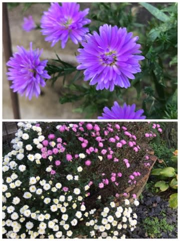 キク科の花は小花が可愛いと思う