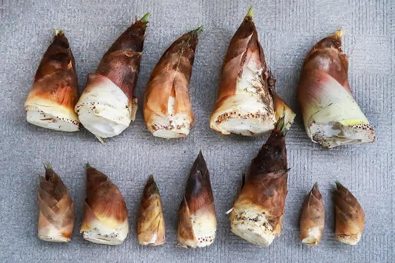 筍のお造り お魚の刺身三種とあい盛り 炎のクリエイター日記 筍のお造り お魚の刺身三種とあい盛り 炎のクリエイター日記