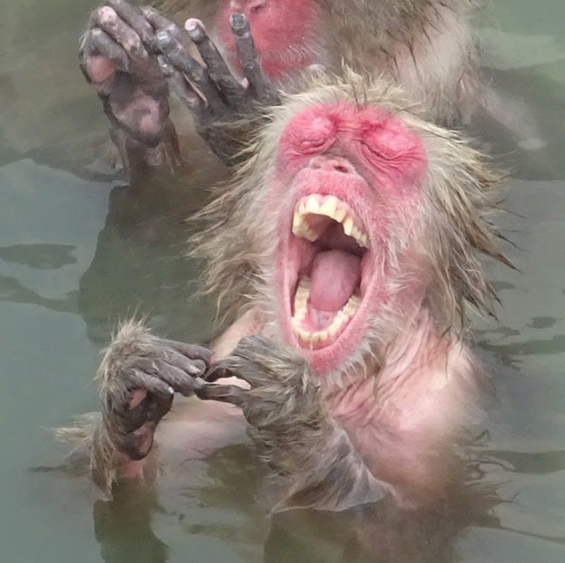 サルさん 至福の温泉 田舎都会からの便り