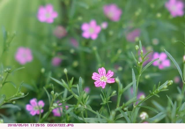 ジプソフィラ ムラリス 霞草 庭の花 都内散歩 散歩と写真
