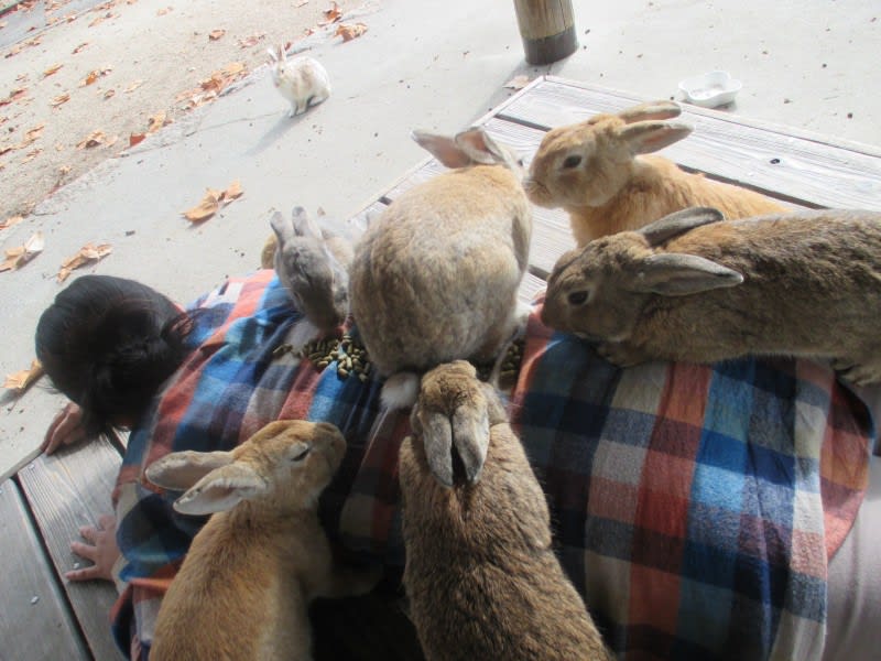 うさぎ島 大久野島 おおくのしま に行ってきました 黒パンダ団 港街支部 うさぎ島 大久野島 おおくのしま に行ってきました 黒パンダ団 港街支部
