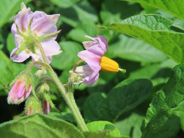 野菜の花　ジャガイモ　キタアカリ（きたあかり）