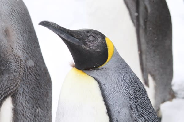 ペンギンの違い 顔黒王 ペンギン音頭