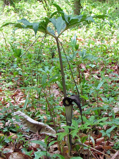 ぐんま昆虫の森 春爛漫 植物 鳥編 グッドぐんま ２