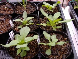 ロベリア ペチュニア のっくす ロベリア ペチュニア のっくす