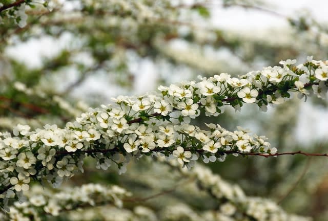 春 樹木の花 南房総でkocchiが楽しむ自然との出会い