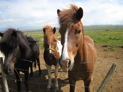 アイスランドの馬たち 地球浪漫紀行 世界紀行スタッフの旅のお話し