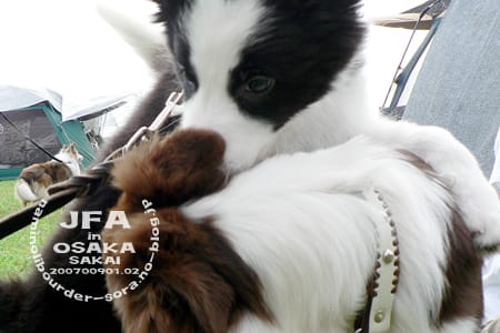 bordercollie_ボーダーコリー