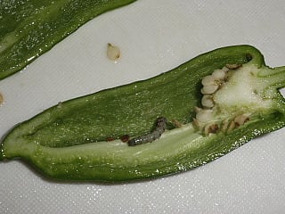ピーマンの中の虫 わたしのお気に入り