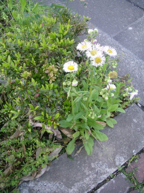 ハルシオン 季節の花写真 ハルシオン 季節の花写真