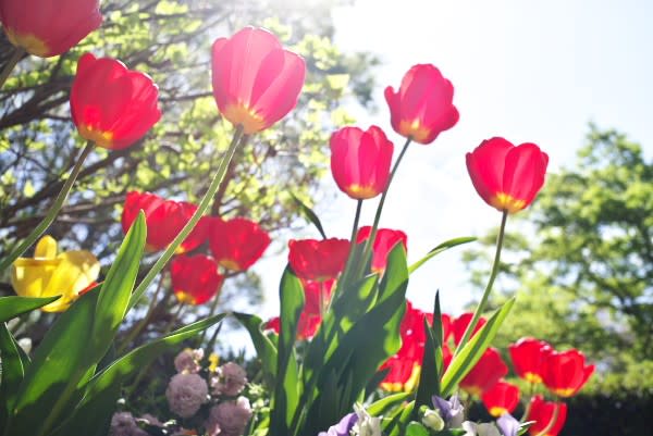 チューリップの赤花 愛情を表すこの花は1月31日の誕生花 Aiグッチ のつぶやき Post Like Ai Tweets