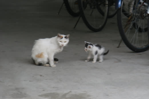 野良猫の親子 フローリスト シュエット