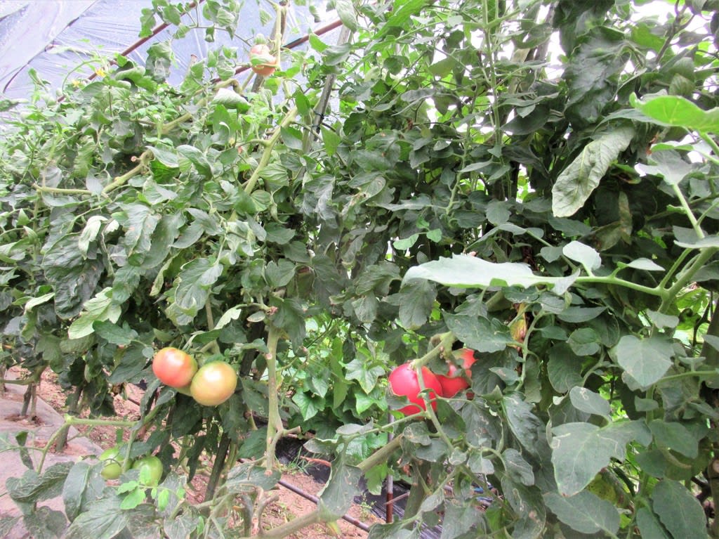 トマトは連続摘芯栽培 里山悠々録