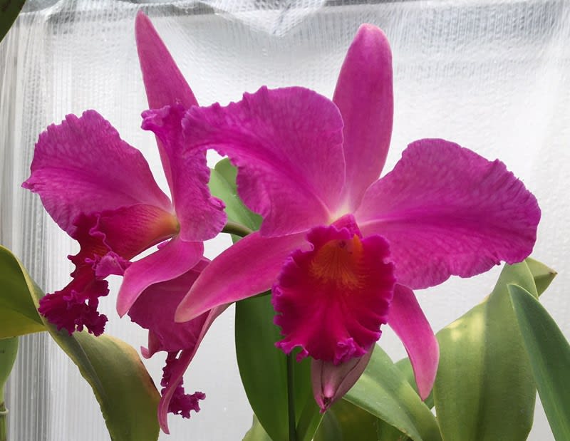 ○C. Anzac'Orchidhurst' - カトログ !! ~ カトレヤ交配種の ○C. Anzac'Orchidhurst' - カトログ !! ~ カトレヤ交配種の