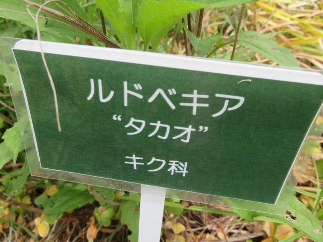 ルドベキア・タカオ
