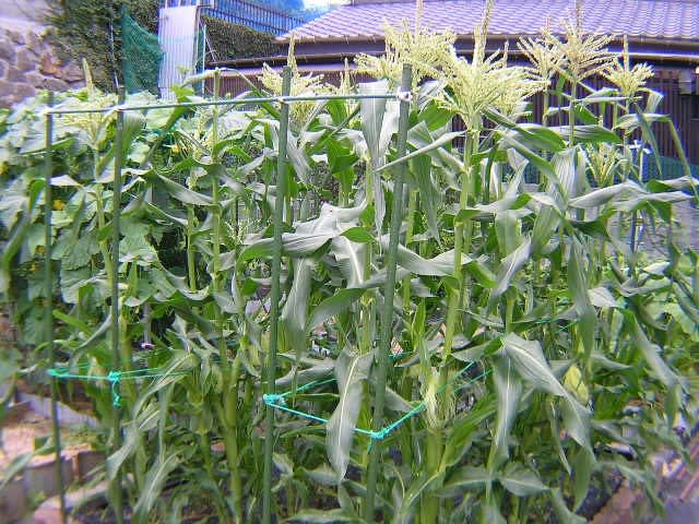 トウモロコシ栽培 カラス 害虫対策とヤングコーンに間引き 気まぐれ爺じの自己満足家庭菜園 写真