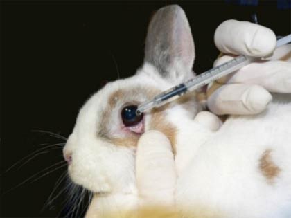 資生堂の動物実験廃止は大嘘 残酷で非情な資生堂 Npo個人ケイ リルこの世界のために 全日本動物愛護連合 アニマルポリス 動物愛護党