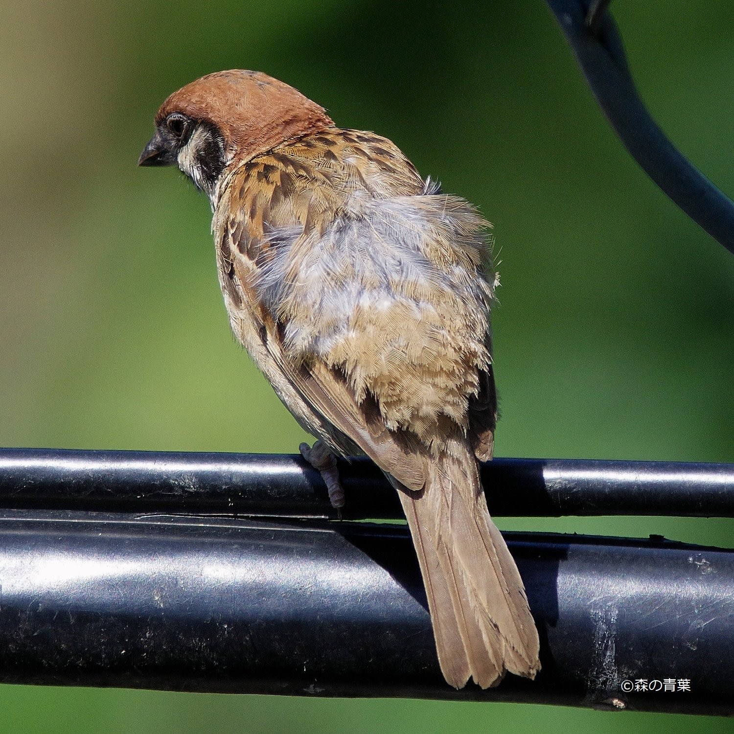 電線雀 森の青葉 Borgで身近な野鳥撮影ブログ 電線雀 森の青葉 Borgで身近な野鳥撮影ブログ
