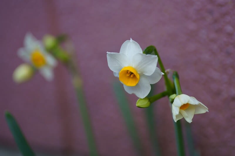 我が家の12月の花 15 日本水仙が開花 ビオラ マンリョウ ミツマタ 金沢から発信のブログ 風景と花と鳥など
