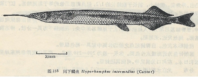中国の魚 Dalai Kuma