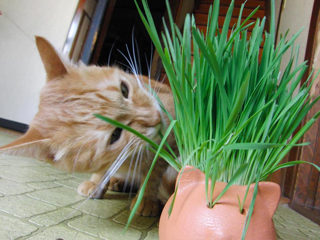 No 417茶々の猫草健康法 茶々のブラボー幸せ日記 No 417茶々の猫草健康法 茶々のブラボー幸せ日記