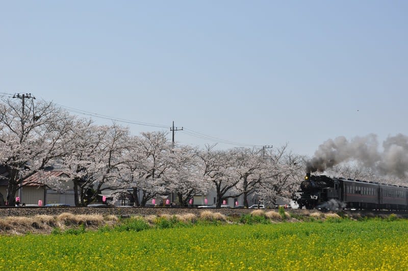 A 123 真岡市のslが走る桜と菜の花の鉄道 定年後も自分らしさを輝かせて暮らそう