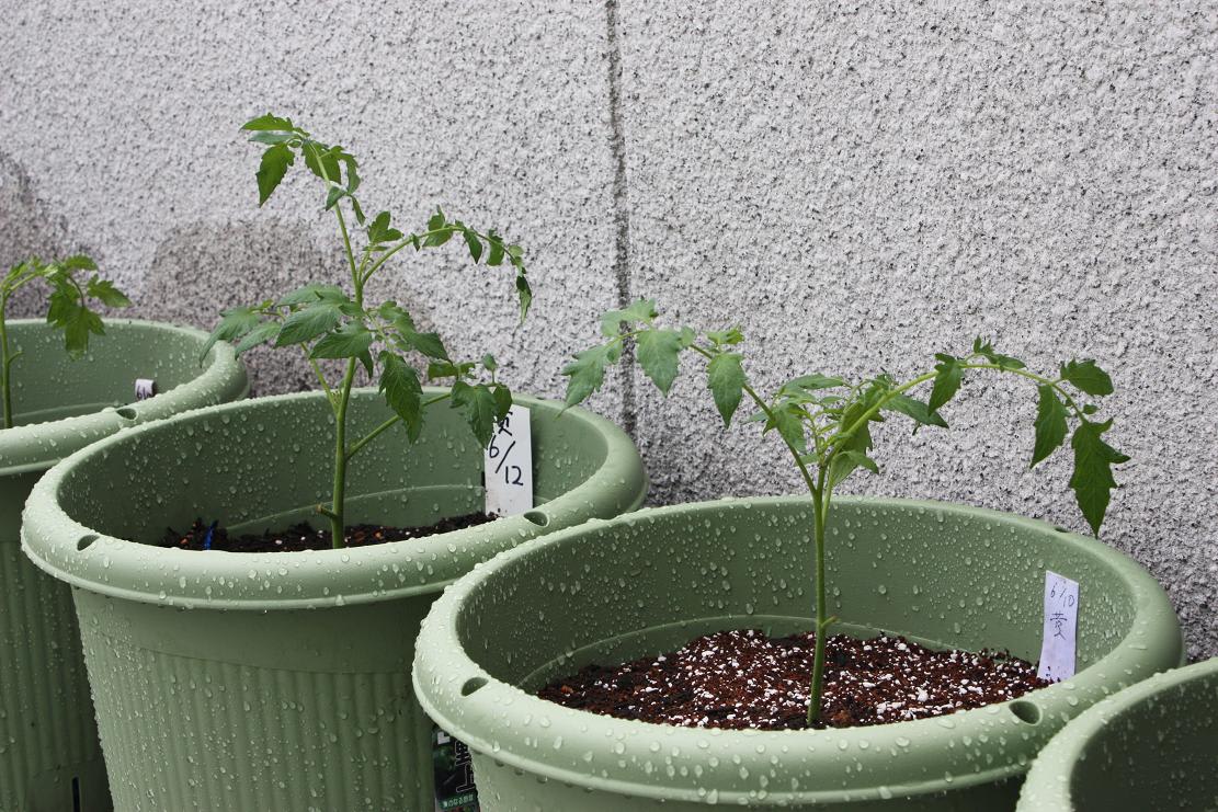 トマトの挿し芽の画像